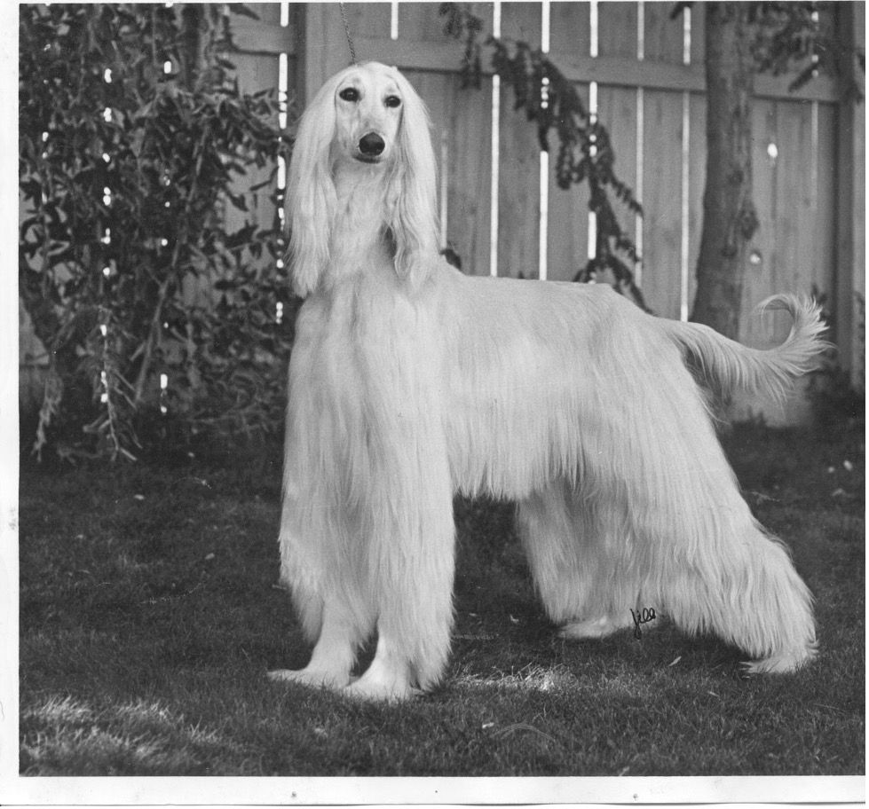 Unvague and Unflowery